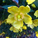 St John's Wort