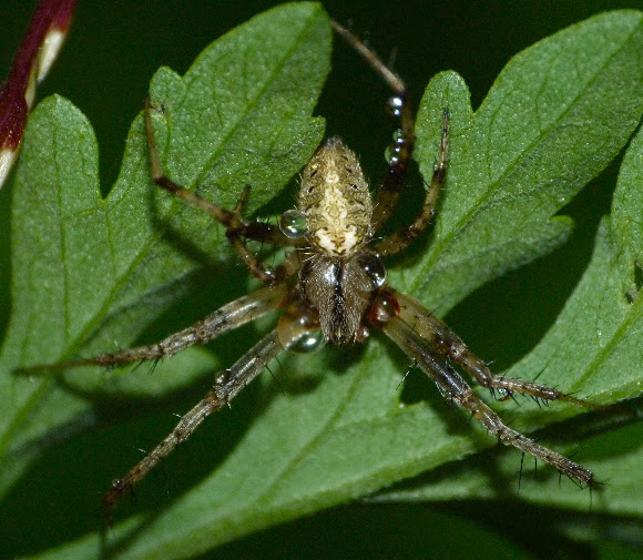 Spotting Image 1