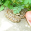 Central Asian or Mongolian Pit Viper