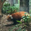 Red Panda