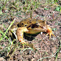 Grasfrosch or European Common Frog