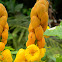 candle bush, empress candle plant, ringworm tree, et al