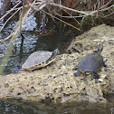 Coastal Plain Cooters