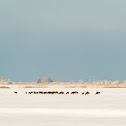 Red deer