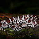 Eastern milk snake