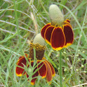 Mexican Hat