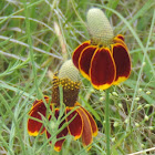 Mexican Hat