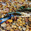Blue Crab