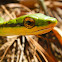 Mexican parrot snake