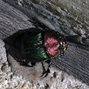 Rainbow Scarab