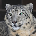 Snow Leopard