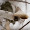 Birch conk