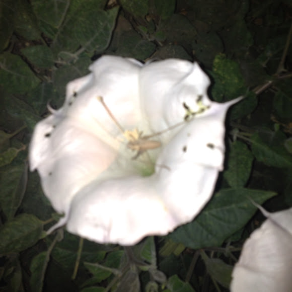 Spotting Image 1