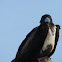 Magnificent Frigatebird (female)