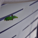 gold dust day gecko