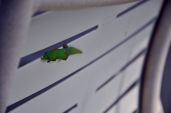 Spotting Image 1