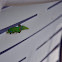 gold dust day gecko