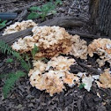 Chicken of the Woods, white-pored, Laetiporus cincinnatus