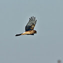 Nothern Harrier