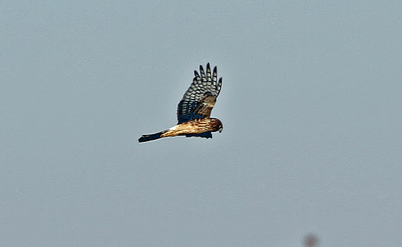 Spotting Image 1