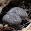 Old Man of the Woods