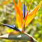 Bird-of-Paradise