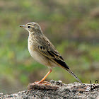 Indian Bush Lark