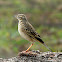 Indian Bush Lark