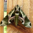 Oleander Hawk Moth