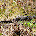 Alligator