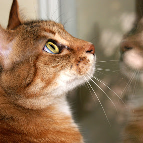 I'm gonna get that bird! by Sandra Cannon - Animals - Cats Portraits
