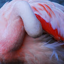 Chilean Flamingo
