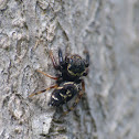 Jumping spider (juvenile)