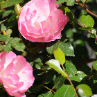 Rose bush