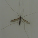 crane fly