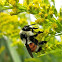 Orange-belted Bumblebee