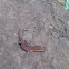 gecko