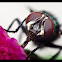 common fly