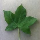 Red Maple
