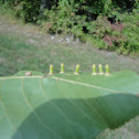 Cone galls