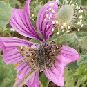 Mallow Skipper