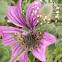 Mallow Skipper