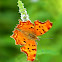 gehakkelde aurelia (Polygonia c-album)