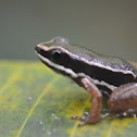 Talamancae ´s Dart frog