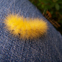 Yellow Bear