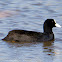 Coot