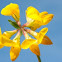 Bird's-foot Trefoil