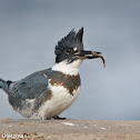 Belted Kingfisher