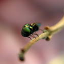 Tiny Fly