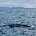Blue Whale